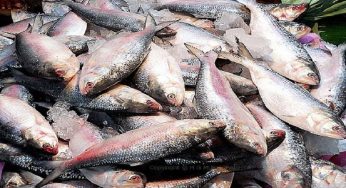 Hilsa catch is forbidden for 22 days from October 14