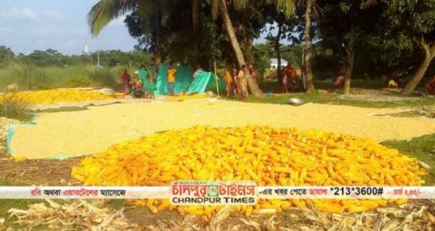 Bumper Production Of Maize In Chandpur