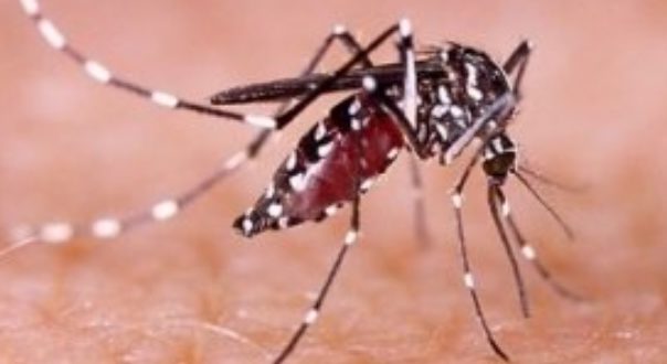 Dengue And Chikungunya
