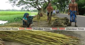 Chandpur Produces 40