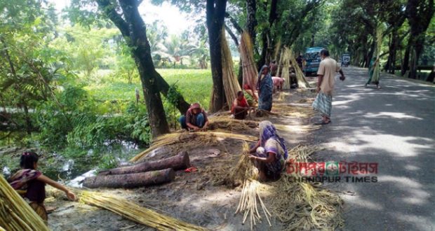 Chandpur Farmers Busy In Collecting Golden Fiber
