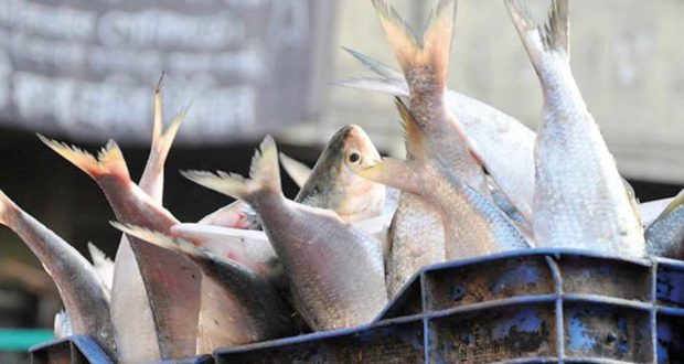 Hilsa catch is prohibited