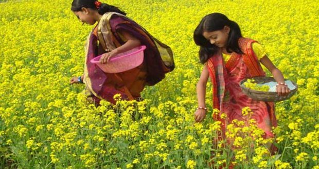 Production target of mustard in Chandpur