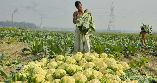 winter vegetables in Chandpur
